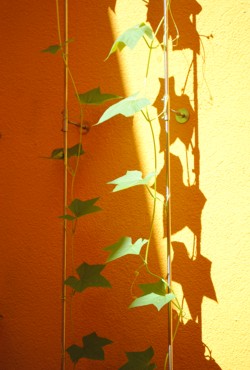 Kaffeerösterei: Innenhof mit Pflanzen