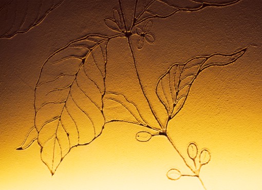 Lehmwandgestaltung: coffea arabica, Kaffeerösterei Fuchs, Schwerin